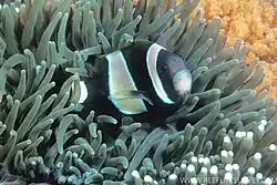 A. latezonatus showing blue markings