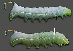 Caterpillars of A. pyramidea (top) and A. berbera