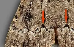 A. berbera - red arrows point out a difference