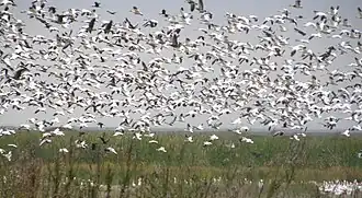 Snow geese (Anser caerulescens) flying in the refuge