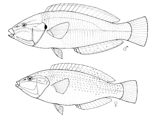 Male (top), female (bottom)