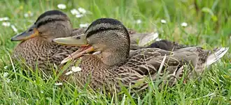 Fledgling female and male
