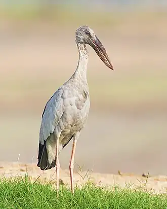 white stork