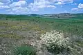 Rest of the Anatolian steppe with Crambe tatarica (white), with fields in the background, Ahiboz, c.35 km south of Ankara, c.1000 m s.l.