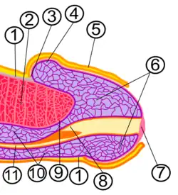 3. Coronal sulcus 4. Corona of the glans