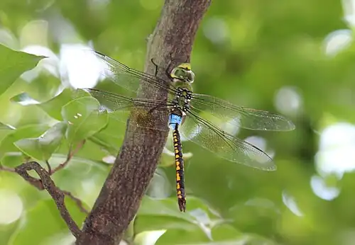 Male in Chinnar Wildlife Sanctuary
