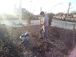 Tree planting ceremony in Persia, Tehran