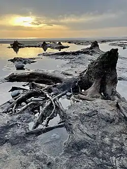 Remnants of the ancient forest seen on Borth Beach at low tide
