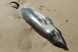 A stranded newborn Andrews' beaked whale, M. bowdoini