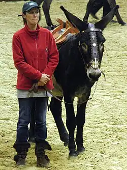 Pyrenean donkey of Gascon type
