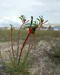 Western Australia: red and green kangaroo paw