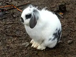 A black-spotted white rabbit sitting on the ground with its ears lying flat along the sides of its head