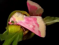 Primrose moth, Schinia florida, on an evening primrose, petals have been removed to reveal the insect.