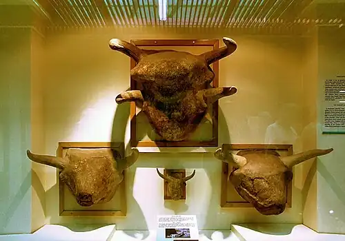 Bull heads from Çatalhöyük