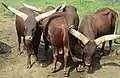 Watusi cattle