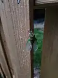 N. canicularis cicada moulting