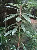 Anopterus growing under tall cool temperate rainforest at Mount Banda Banda