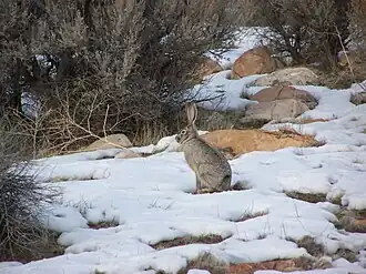 Jackrabbit in Antelope Island State Park