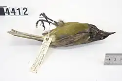 Chatham Island bellbird specimen in the Auckland Museum collection.