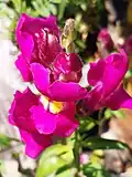 Antirrhinum majus flower