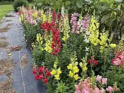 Snapdragon - Antirrhinum majus 'Rocket'