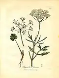 Anise (Pimpinella anisum) from Woodville (1793)[14]