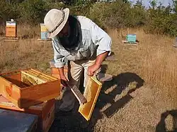 Beekeeper throughout the harvest