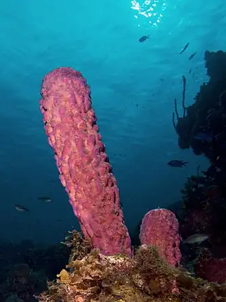 Aplysina archeri (Stove-pipe Sponge-pink variation)