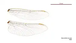 Male Apocordulia macrops wings