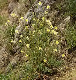 An Aquilegia chaplinei plant in the wild