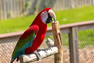 A Red-and-green macaw at a keeper talk.