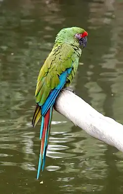 Military macaw (Ara militaris)