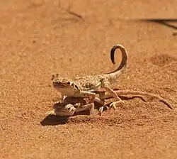 Arabian Toad-headed Agama breeding