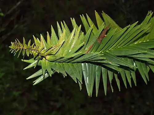 Mature leaf detail