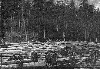 Trees cut from the Bicaz forest