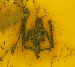 Archaeonycteris trigonodon