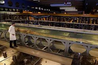 #487 (15/3/2004), "Archie" preserved in a 9.45 m-long acrylic tank at London's Natural History Museum