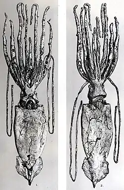 #107 (14/1/1933), Ventral (left) and dorsal views of the specimen after it had been transferred to the Natural History Museum in London, from the type description of Robson (1933). Robson wrote that "the exaggerated narrowness of the head is due to the sagging of the sides of the mantle".