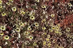 Many short daisy-like flowers with basal leaves, a brown center, and pale yellow rays bright yellow at base