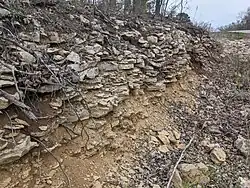 An outcrop of Argentine Limestone, Wyandotte Formation