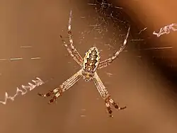 Juvenile at Katherine Gorge