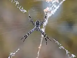 Juvenile with X-shaped stabilimentum