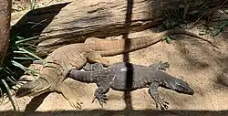 Yellow-spotted monitor (left), lace monitor (right), in captivity.