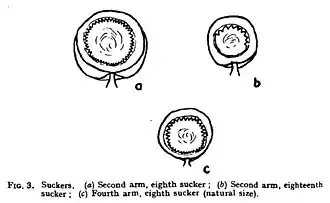 #111 (12/11/1935), Suckers of arms II and IV (Frost, 1936:92, fig. 3)