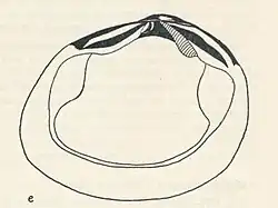 Black line drawing of a round mollusc known as Arthritica crassiformis