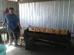 A man turns a spit covered in browning chochoca