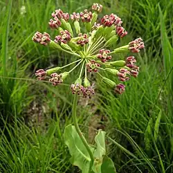 In flower at Nachusa Grasslands in Illinois