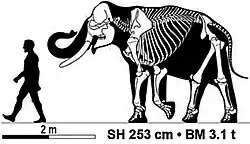 Skeleton of an Asian elephant (Elephas maximus)