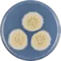 Aspergillus elegans growing on CYA plate