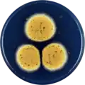 Aspergillus sesamicola growing on CYA plate